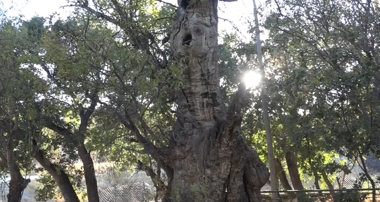 kutsal sayilan 700 yillik agac bakanlik tarafindan koruma altina alindi LeBKJeiH
