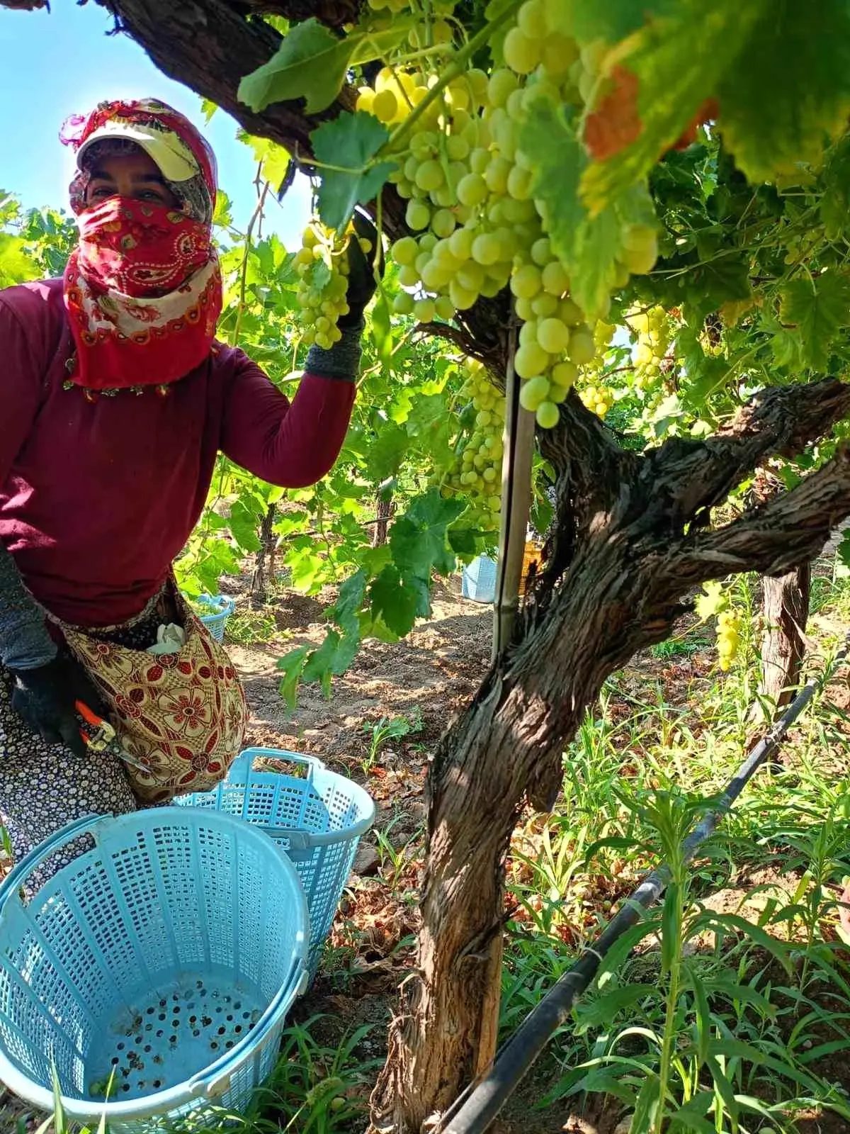 sarigolde uzum hasadi yogun devam ediyor lWlnYpqO