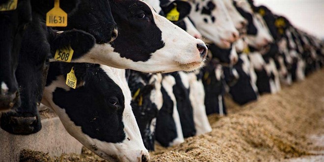 tarim ve orman bakanligi duyurdu sap hastaligi kontrol altina alindi aW7NMiUH.jpg